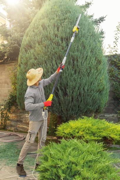 Best Pest Control for Lawns  in Boron, CA